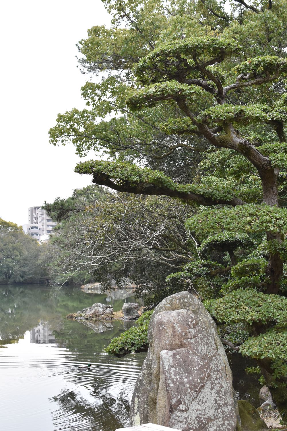 Japanese garden - the inspiration for SSC