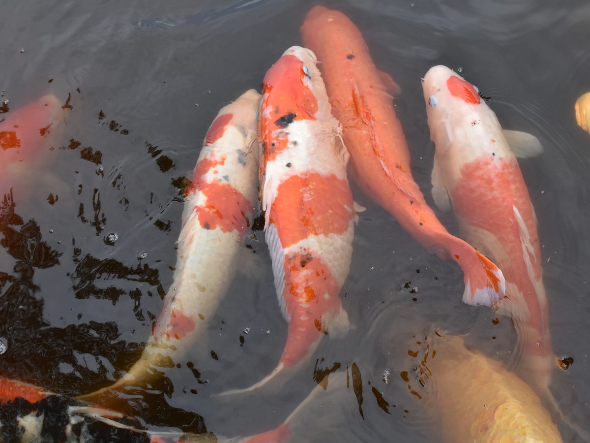 Koi pond - calm, the kitchen