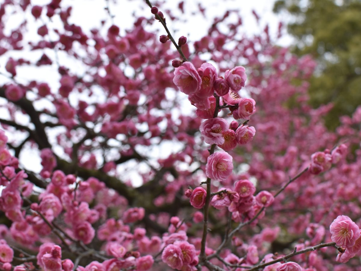 Plum blossoms - Tokyo memory